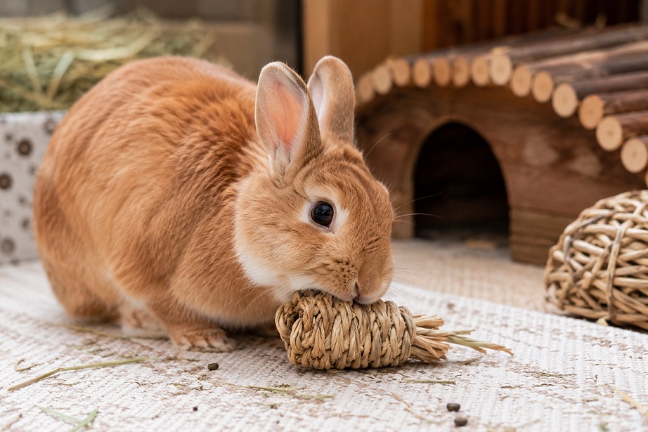 Why Your Rabbit Keeps Chewing Everything—and When It Could Mean More Than Boredom